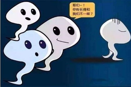 畸形精子是什么